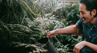 Man crouching in a lush indoor garden, gently tending to plants and observing their growth. 